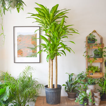 Dracaena Fragrans Mass Cane 4/3/2