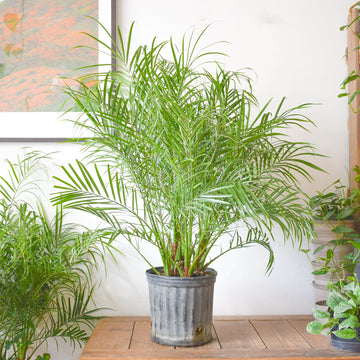 Phoenix Roebelenii Pygmy Date Palm