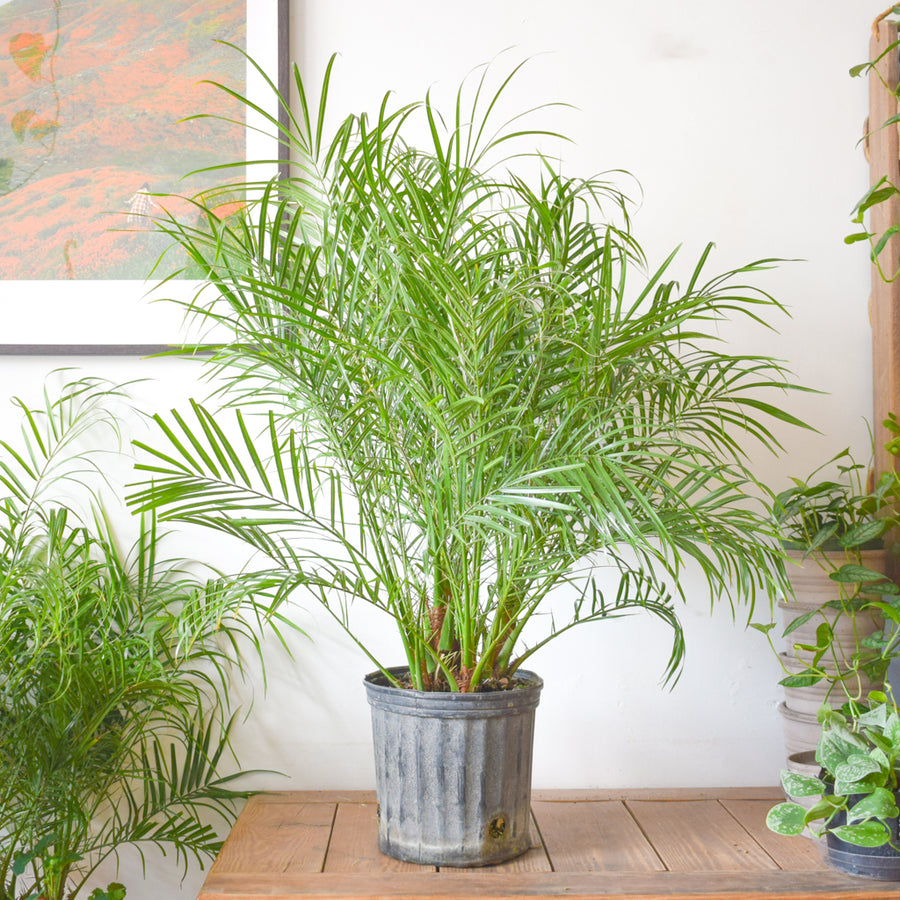 Phoenix Roebelenii Pygmy Date Palm