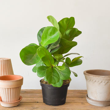 Fiddle Leaf Fig Bambino