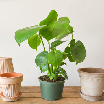 Monstera Deliciosa