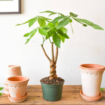 Plants – Page 2 – Plant Society Toronto