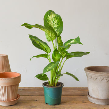 Dieffenbachia Amy