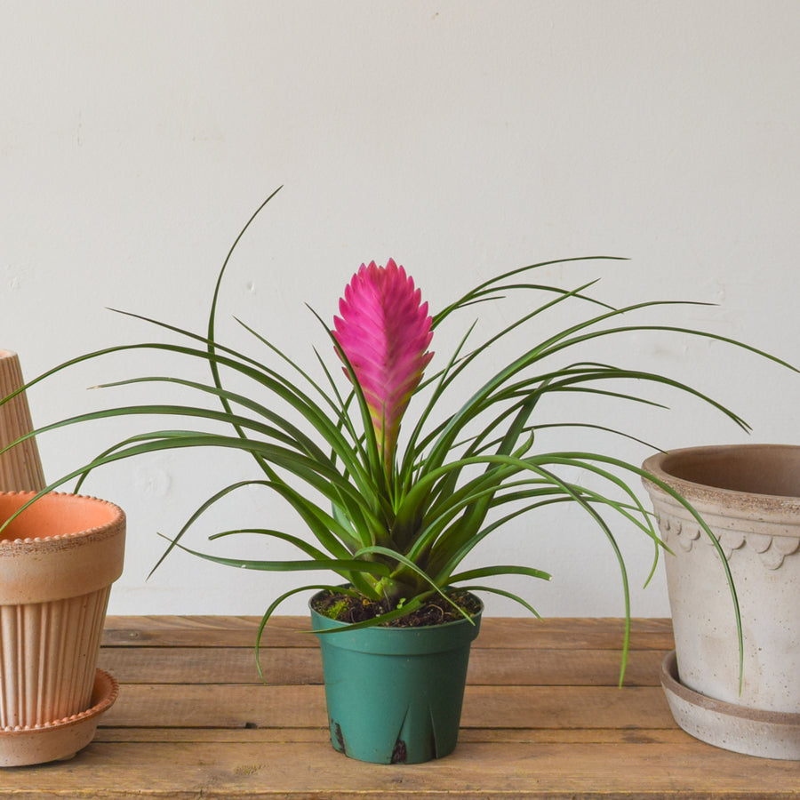 Tillandsia Cyanea (Pink Quill)