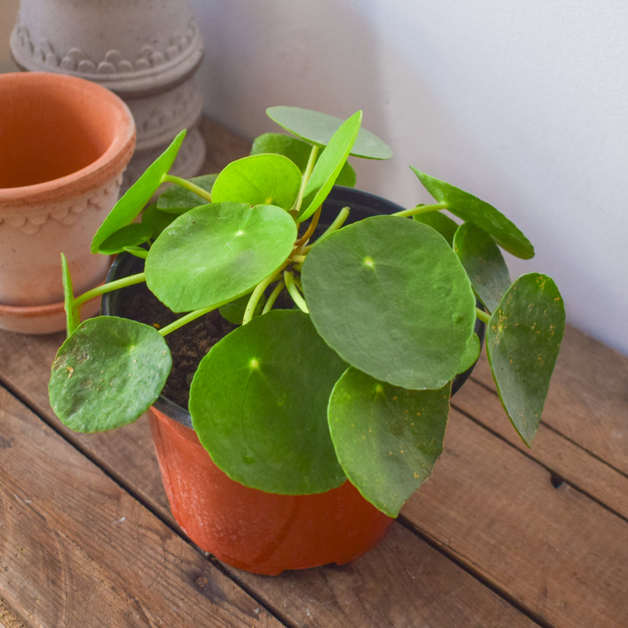 Pilea Peperomioides