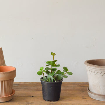 Peperomia Hope