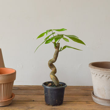 Money Tree Serpent