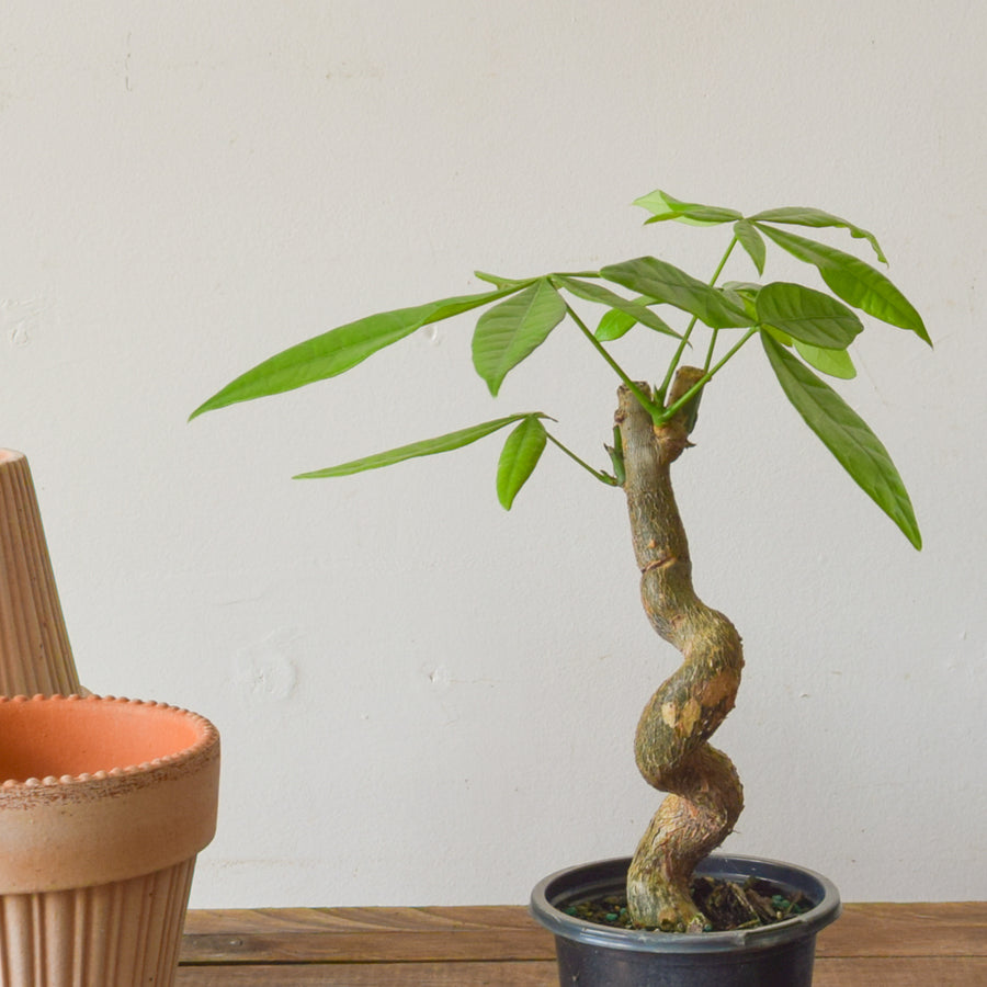 Money Tree Serpent