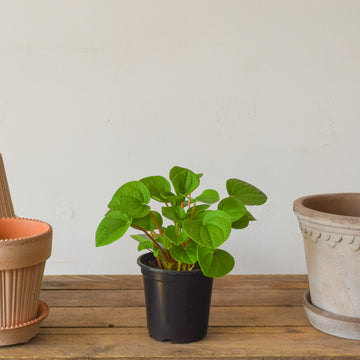 Peperomia Rana Verde