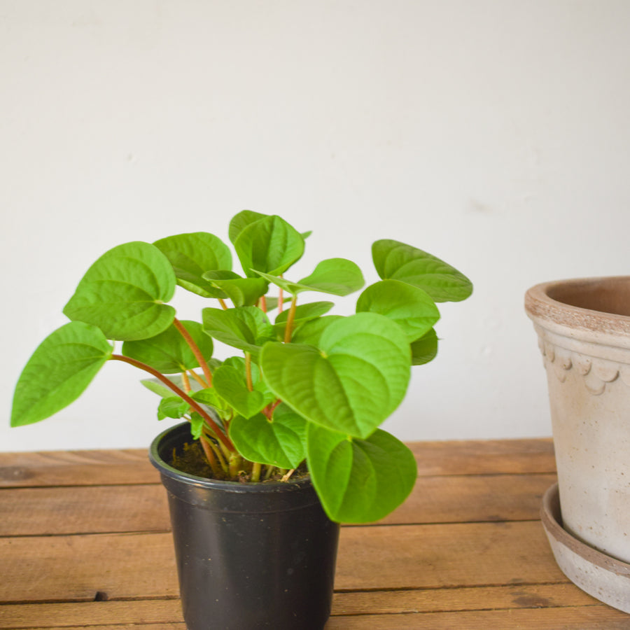 Peperomia Rana Verde