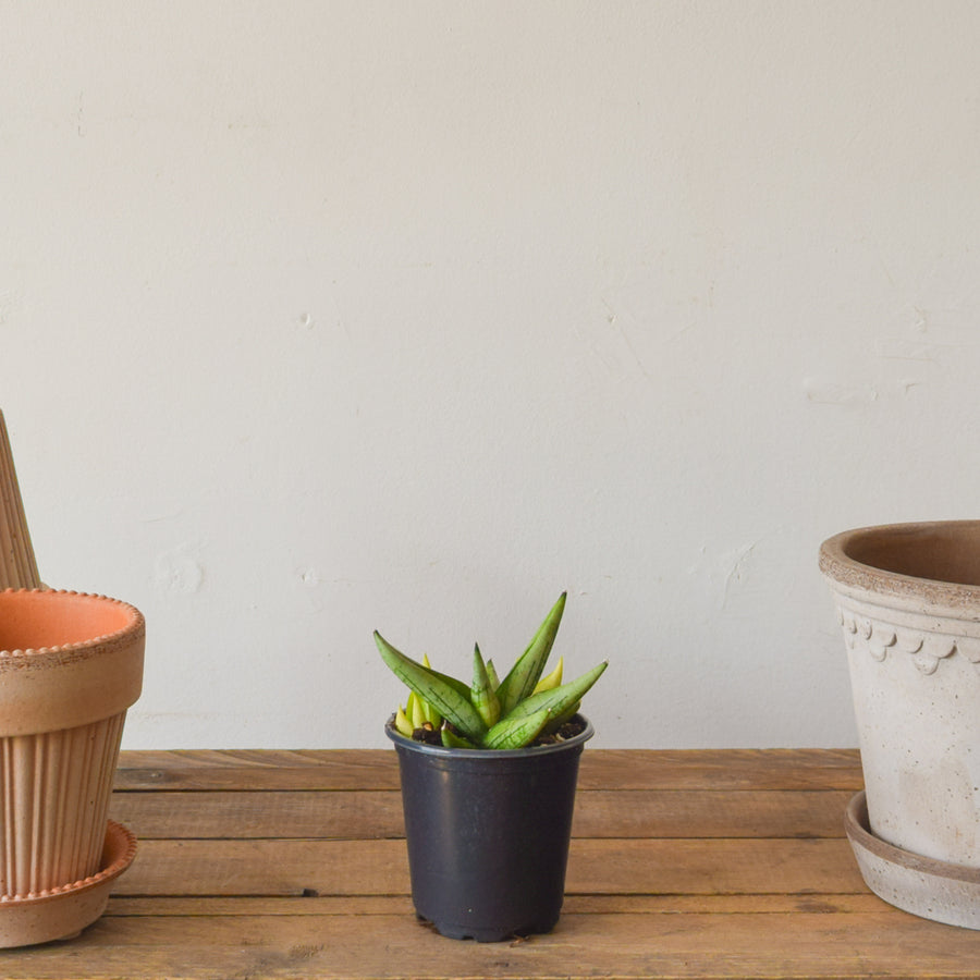 Sansevieria Boncel Swirl