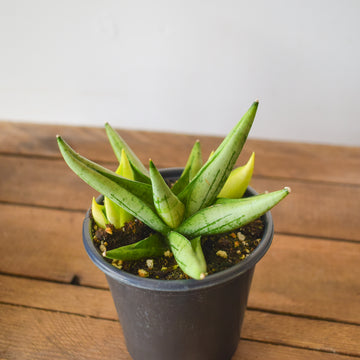 Sansevieria Boncel Swirl