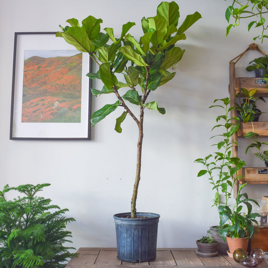 Fiddle Leaf Fig Tree