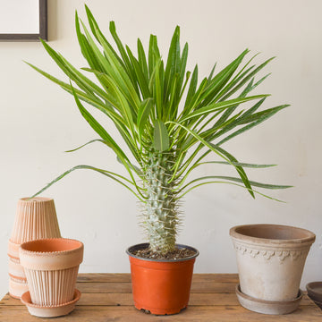 Madagascar Palm
