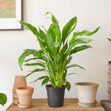Variegated Peace Lily Domino