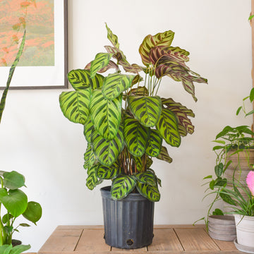 Calathea Makoyana