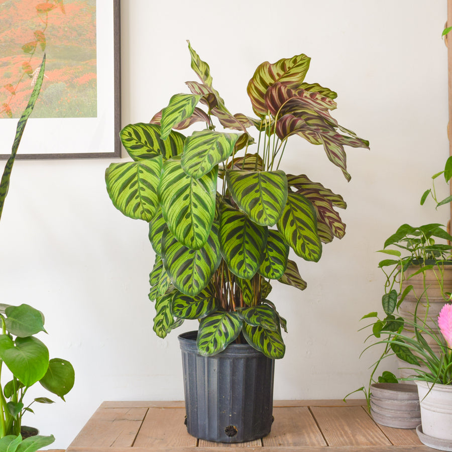 Calathea Makoyana
