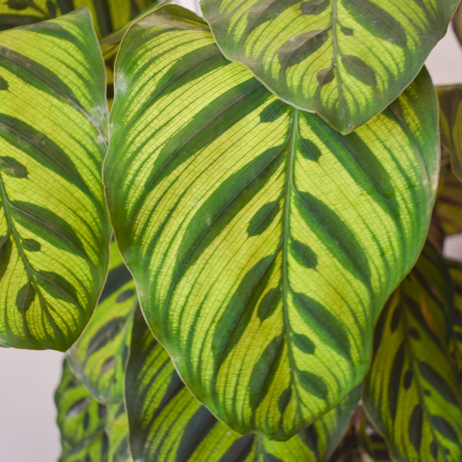 Calathea Makoyana