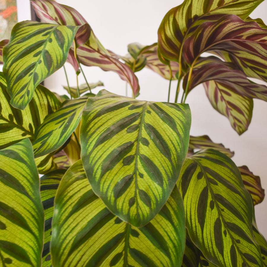 Calathea Makoyana