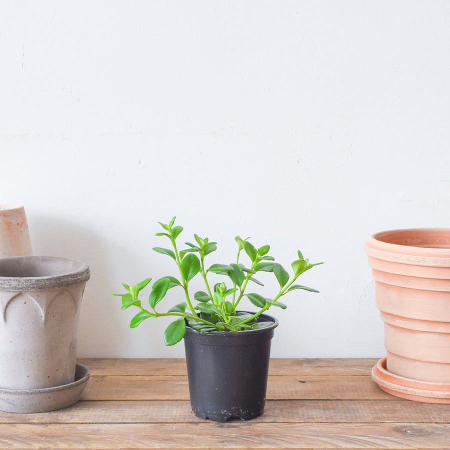 Goldfish Plant Green