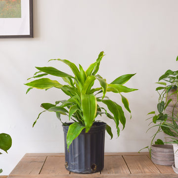Dracaena Art Carmen