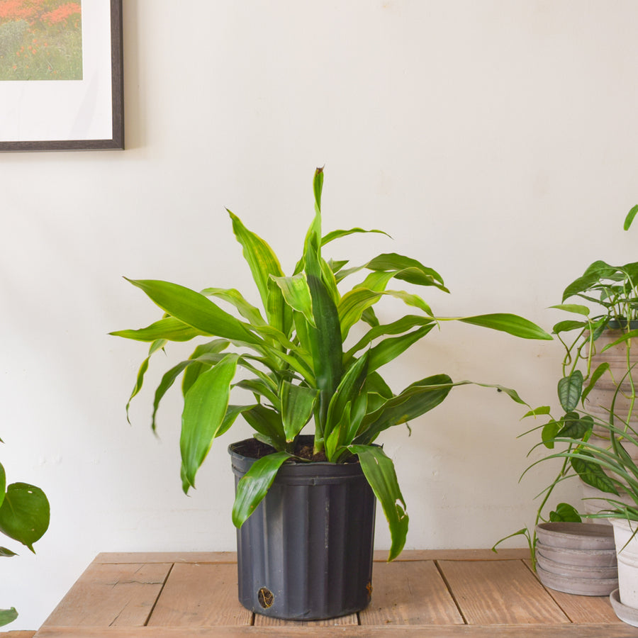 Dracaena Art Carmen