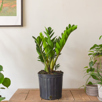 ZZ Plant