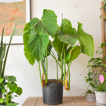 Philodendron Pelatum