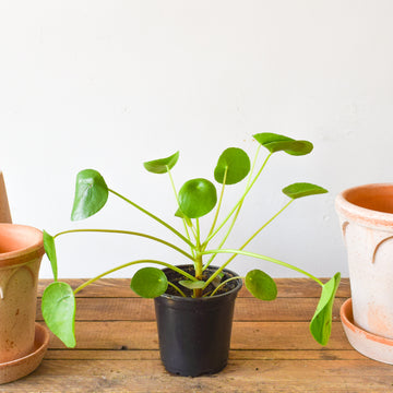 Plants – Page 2 – Plant Society Toronto