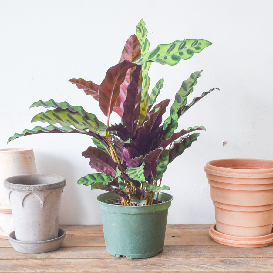 Calathea Lancifolia