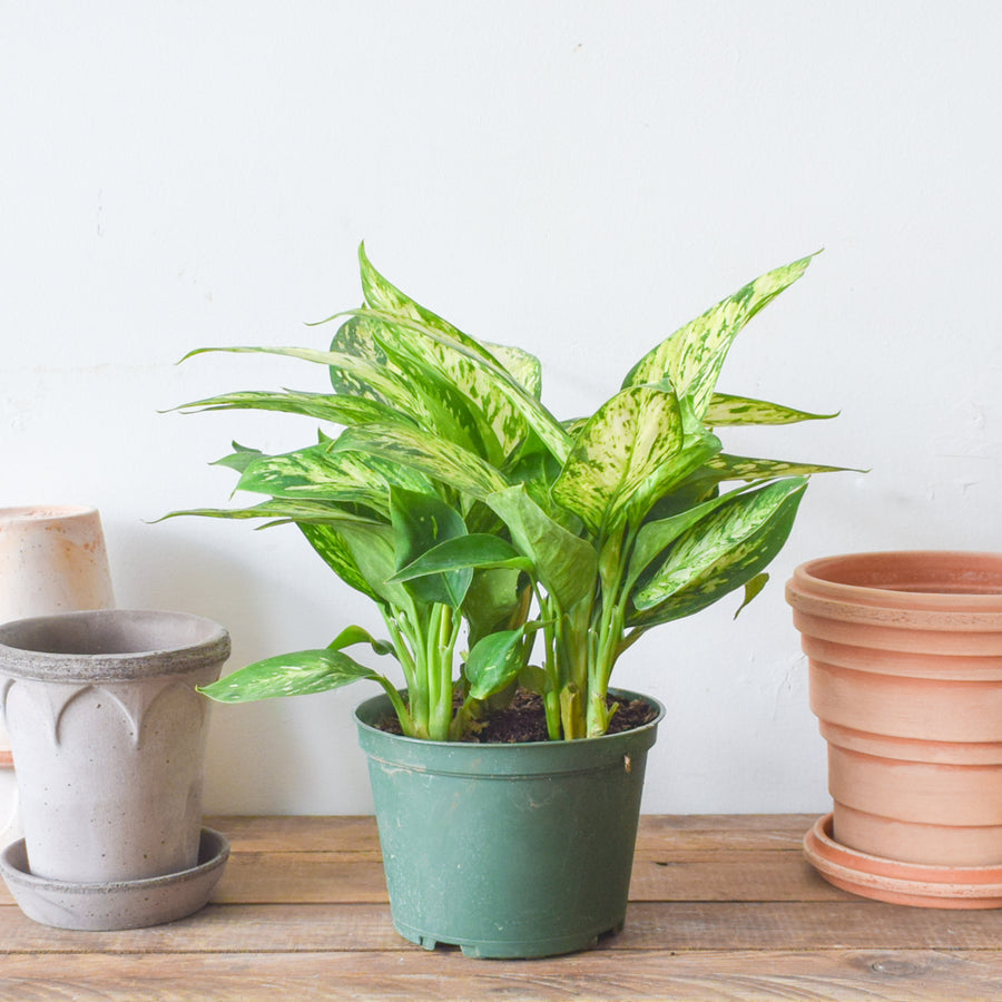 Dieffenbachia Star Bright