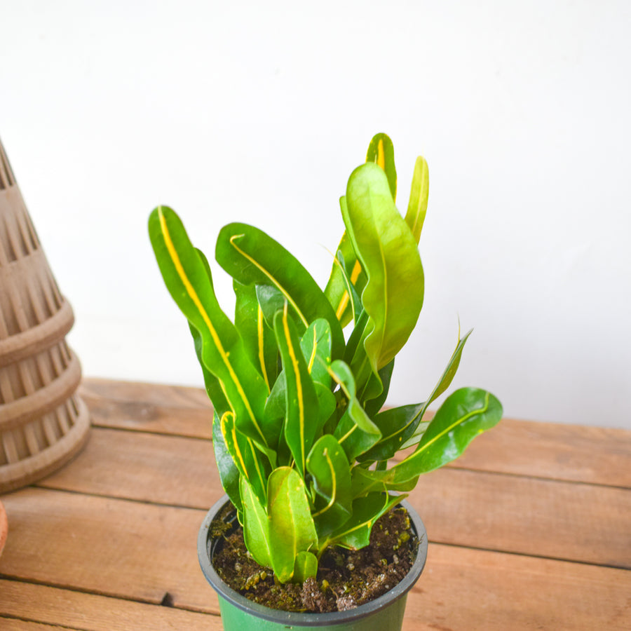 Croton Banana
