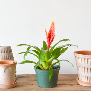 Bromeliad