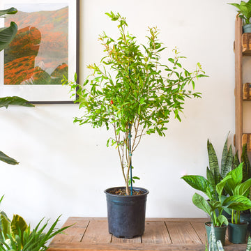 Plants – Page 2 – Plant Society Toronto