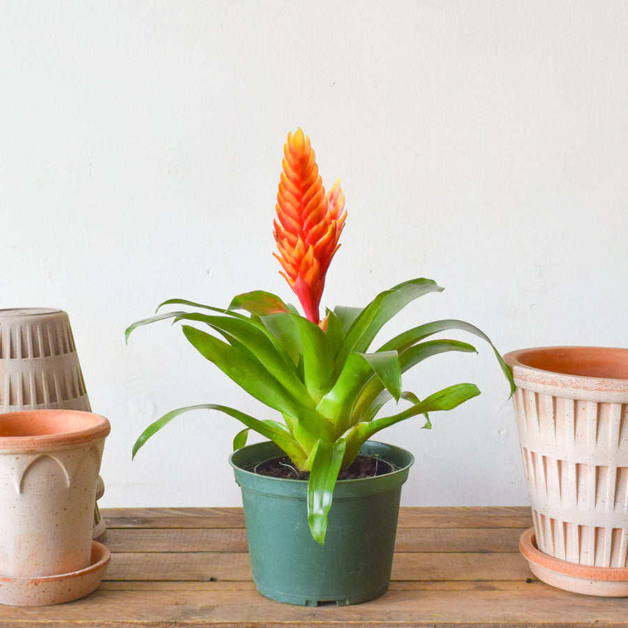 Bromeliad