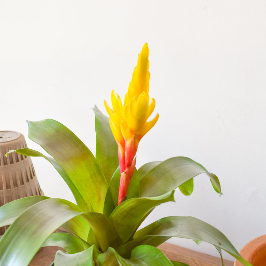 Bromeliad