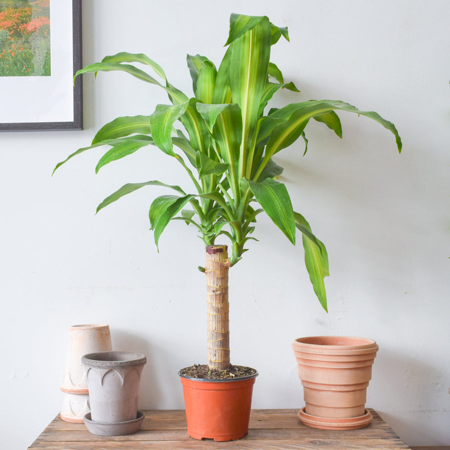 Dracaena Fragrans Mass Cane Stump