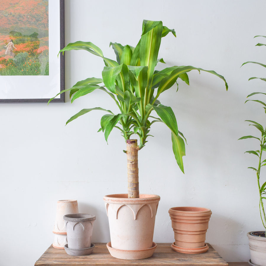 Dracaena Fragrans Mass Cane Stump