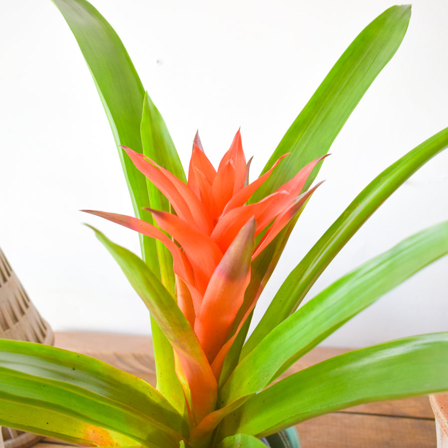 Bromeliad