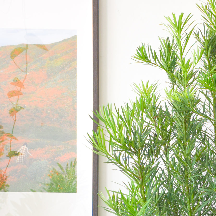 Buddhist Pine