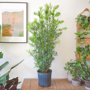 Buddhist Pine
