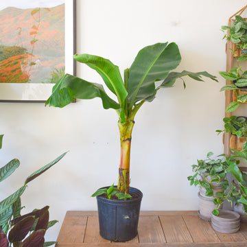 Banana Musa Dwarf Cavendish