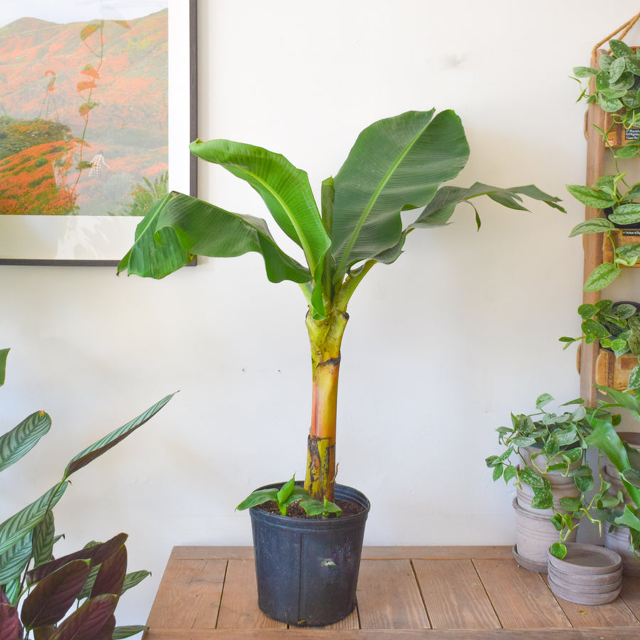 Banana Musa Dwarf Cavendish
