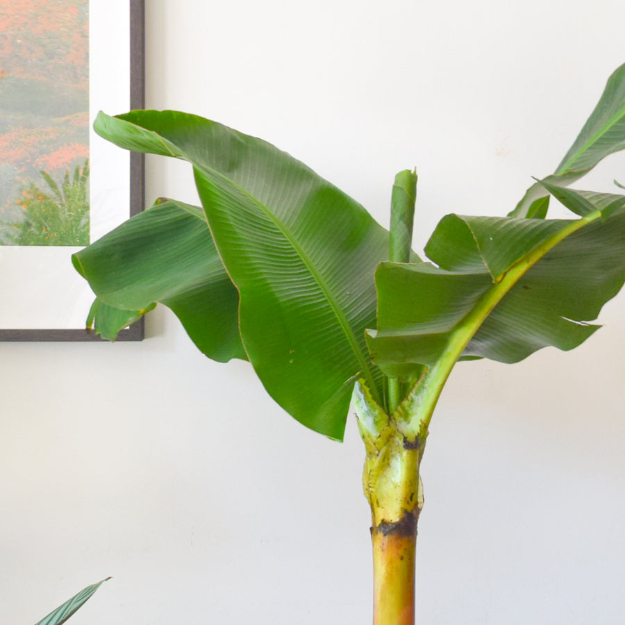 Banana Musa Dwarf Cavendish
