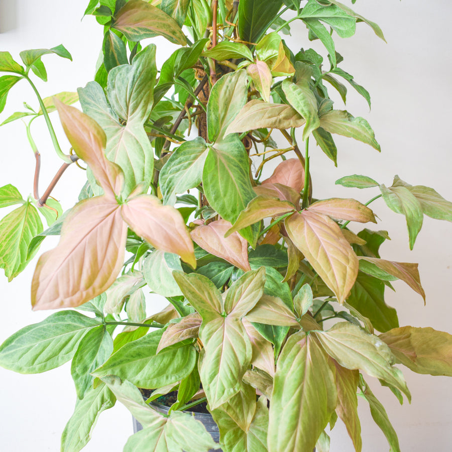 Syngonium Pink Perfection