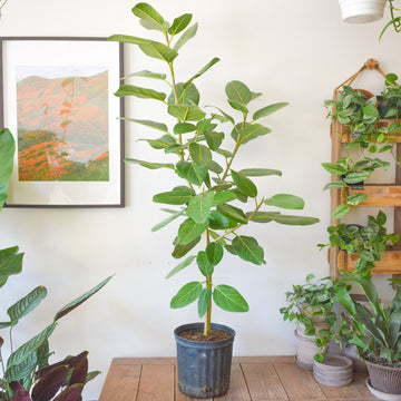 Ficus Audrey Tree