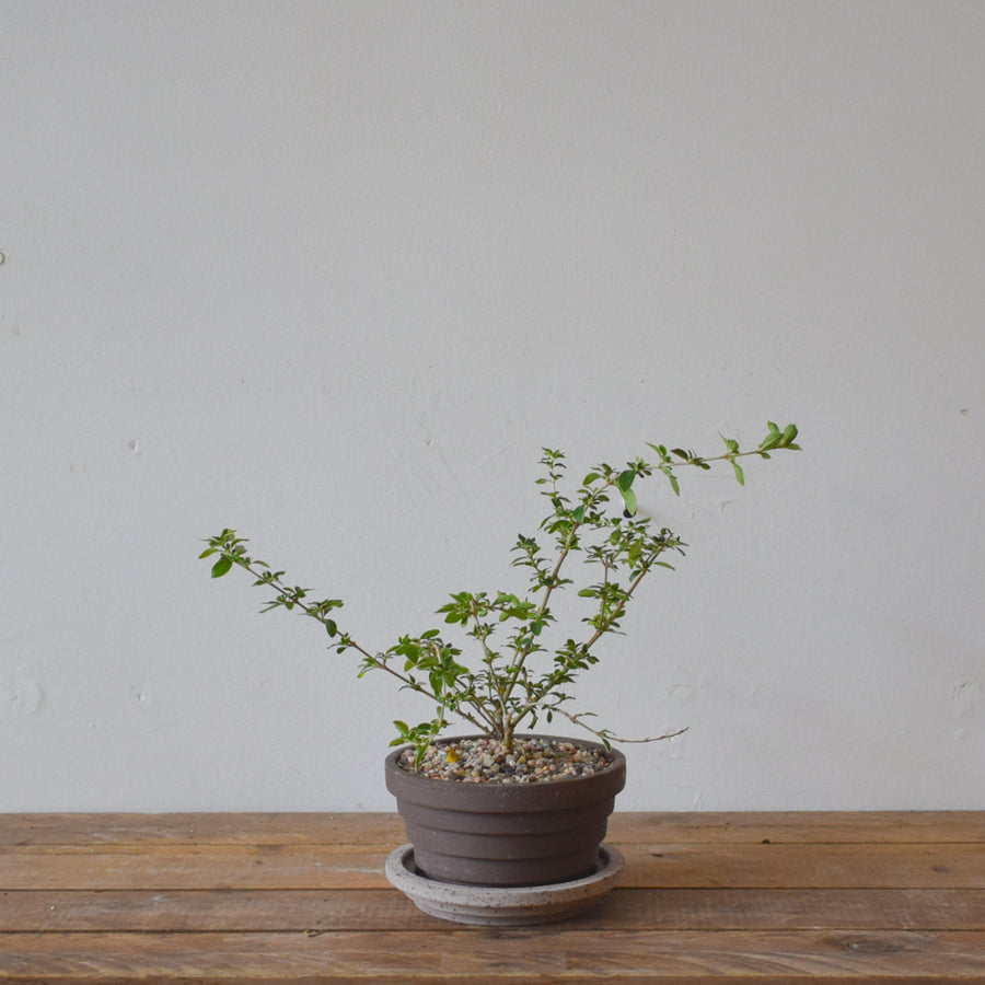 Snow Bush Bonsai (Variegated Serissa)