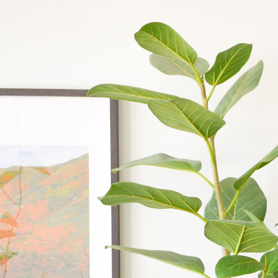 Ficus Audrey Tree