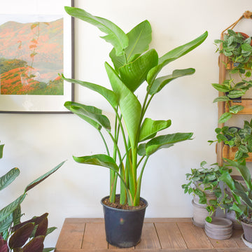 Bird Of Paradise (White Strelitzia Nicolai)