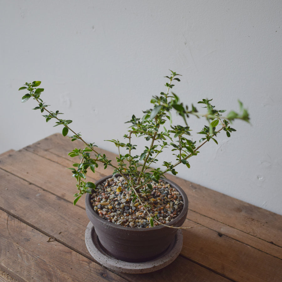 Snow Bush Bonsai (Variegated Serissa)